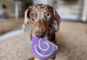 5 Ways to Make Your Dachshund’s Toys Last Longer – YouDidWhatWithYourWiener.com
