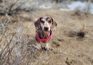 Can a Dachshund Off Leash? Maybe, If You Follow These Tips – YouDidWhatWithYourWiener.com