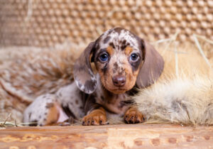 New Dachshund Puppy Essentials Checklist – What to Buy and Do – YouDidWhatWithYourWiener.com